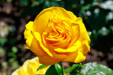 A yellow rose is in full bloom, with its petals open and facing the camera