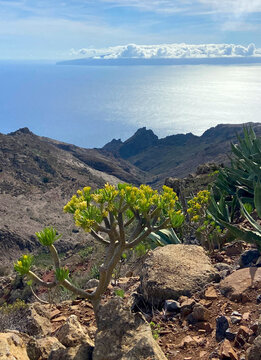 Kleinia neriifolia or Verode plant - native endemic to the Canary Islands on volcanic mountains background in Teno Alto,Tenerife,Canary Islands, Spain.Selective focus.