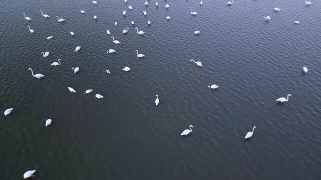 Aerial Pink Flamingos in Their Natural Environment 4K Stock Video