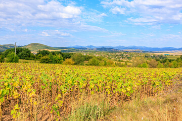 A field of yellow sunflowers with a blue sky in the background