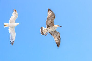 Two seagulls flying in the sky