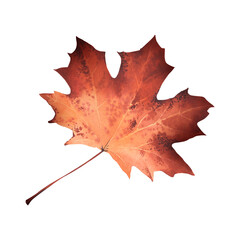 Maple autumn reddened leaf. Watercolor illustration. Deciduous trees. Isolated background. Fallen leaf for background design, banners, textiles