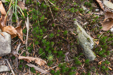 Old tree stump covered with moss and lichen in an autumn forest. Close up