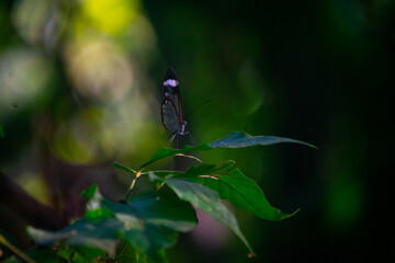 Mariposa en una hoja