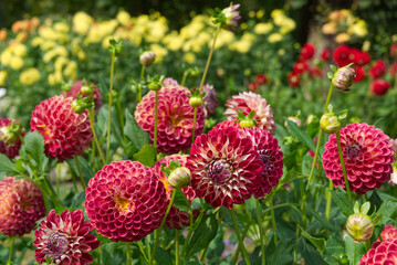 Red ball Dahlias Yellow flowers in the background