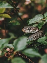 Naklejka premium Snake camouflaged in green foliage, generated with AI