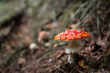 Fly agaric mushroom (lat. Amanita muscaria) growing  in the forest