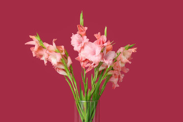 Glass vase with bouquet of beautiful gladiolus flowers on pink background
