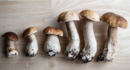 Fresh picked Porcini mushrooms (lat.: Boletus Edulis) on the table