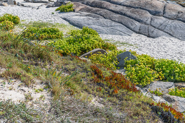 Detail of the ecosystem on the seashore