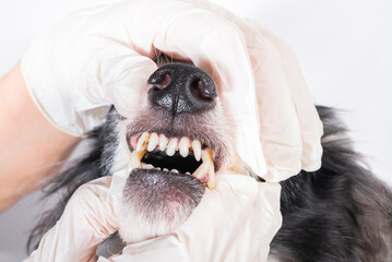Veterinary doctor checking teeth of female dog. Female dog with large teeth, small and long-lived....