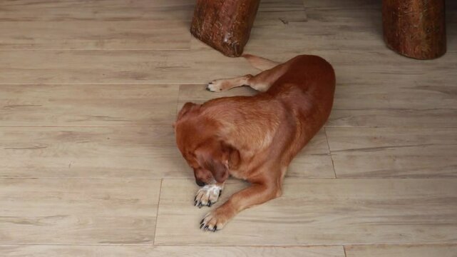 cachorro dom&eacute;stico caramelo em casa 