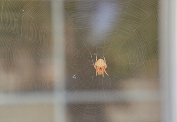 Orb weaver spider in front of a house on a web