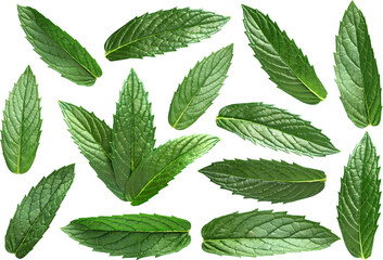 Mint leaves collection - Ready to use Premium PNG Cutout isolated image