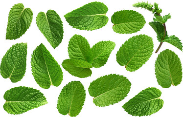 Mint leaves collection - Ready to use Premium PNG Cutout isolated image.