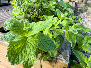 Fresh Mint Leaves Thriving in a Garden Planter During Late Spring, Showcasing Lush Greenery and Vibrant Growth © JVLMediaUHD