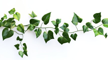 Beautiful green leaves on a branch with green leaves isolated on white background, top view with space for text or inscriptions
