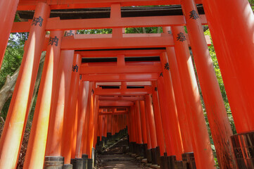 何処までも続く鳥居