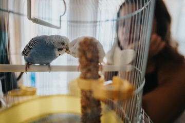 Close-up of two budgies interacting inside a birdcage, with a person observing them in the...
