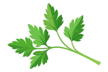 Parsley Vector Art (Karpas) High-Quality Illustrations for Design Projects