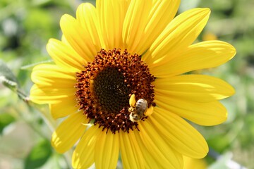 bee on sunflower