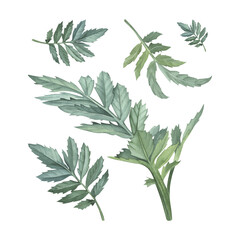 Set of green marigold leaves. Watercolor illustration. Floral greenery. Garden flowers. Branches on isolated white background. Part of plant