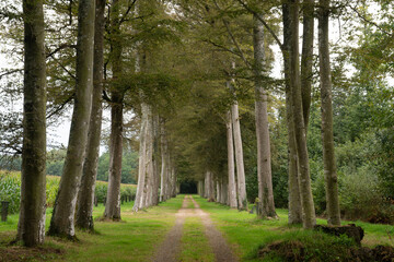 Magnifique allée de hêtres en Bretagne