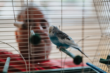 A blue and white budgie sitting on a perch inside a cage, with a person visible in the background....