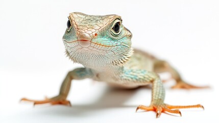Fototapeta premium Close-up of a Curious Lizard