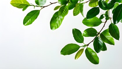 Vibrant Green Foliage Against a White Background Highlighting Fresh Leaves and Natural Beauty