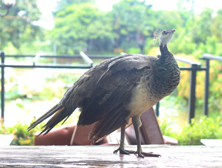 peacock bird standing on wood table 