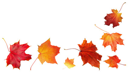 Autumn orange  leaves falling down Isolated on white background