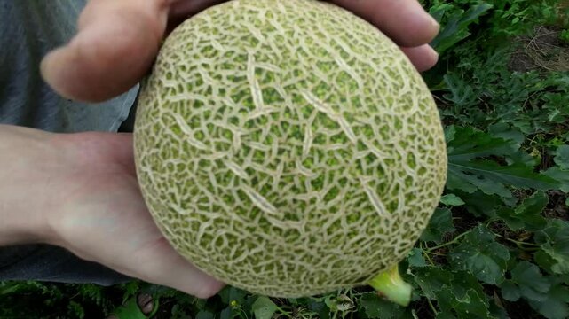 Ripe melon in the hands of a farmer in a summer garden. Melon harvest. 