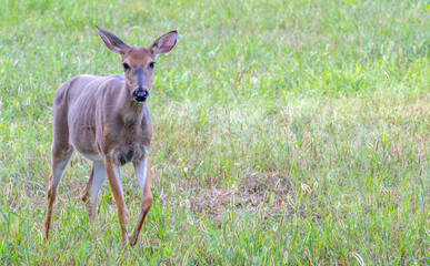 Doe, female deer, walking across a field towards the camera.