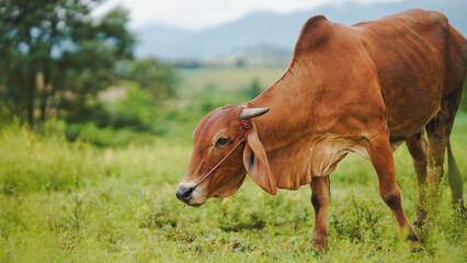 Obraz premium A brown cow grazing peacefully in a lush green field with mountains in the background, showcasing the beauty of rural life and nature's tranquility.