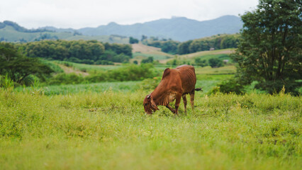 A brown cow grazing peacefully in a lush green meadow with rolling hills in the background, showcasing the beauty of rural life in nature.