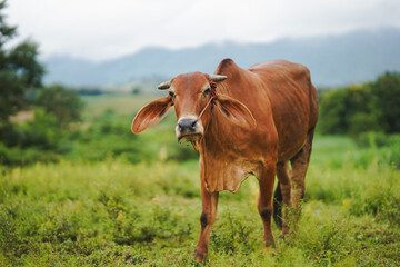 Fototapeta premium A brown cow walking gracefully through a lush green pasture with mountains in the background, evoking a sense of tranquility and rural beauty.
