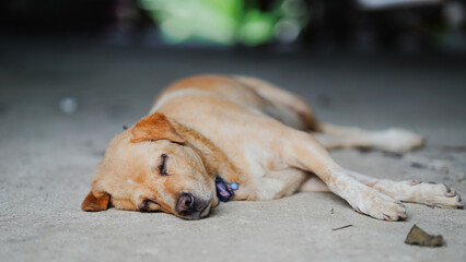 A peaceful dog resting calmly on the ground, showcasing its relaxed demeanor. The smooth fur and tranquil expression highlight the essence of a serene moment in nature.