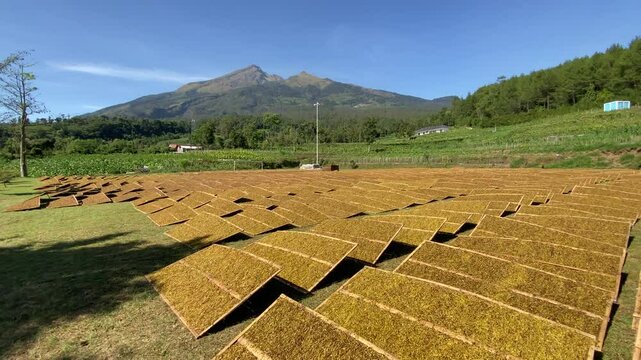 Tobacco leaves dried under sunlight with mountain background