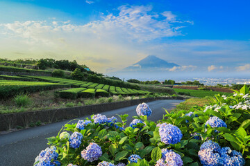 【静岡県】富士山と紫陽花のある茶畑の風景