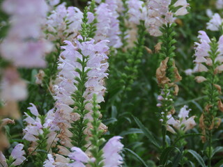 開花したピンク色のハナトラノオの花