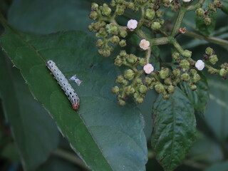 ヤブガラシの葉にとまるハスモンヨトウの幼虫