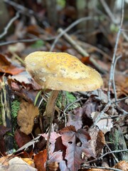 mushroom in autumn forest