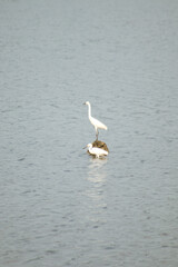 two snowy egrets in the lake stand and wait for fish to catch