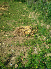 pile of firewood