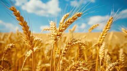 Obraz premium A field of golden wheat with a clear blue sky in the background