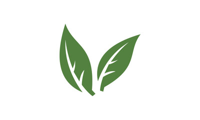 green leaves isolated on white background