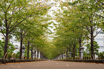 鎌倉249　鶴岡八幡宮4　若宮大路