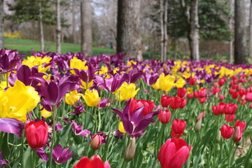 Obraz premium Colorful Flower Gardens Landscape Beautiful Plants 