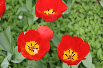 Colorful Flower Gardens Landscape Beautiful Plants 